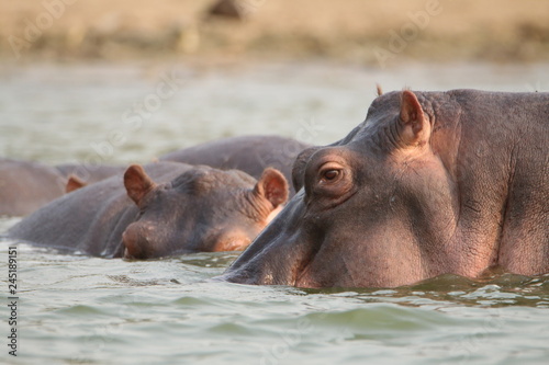 dwa hipopotamy prawie całe zanurzone w wodzie z bliska