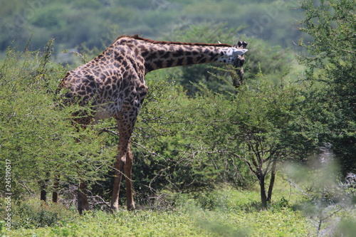 żyrafy wśród drzew na zielonej afrykańskiej równinie w parku serengeti © KOLA  STUDIO