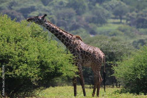 żyrafy wśród drzew na zielonej afrykańskiej równinie w parku serengeti