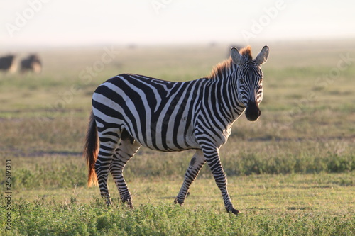samotna zebra na tle afryka  skiej r  wniny serengeti