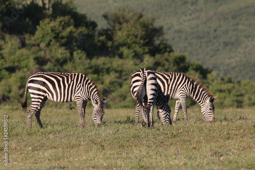 stado zebr wypasaj  cych si   na r  wninie w naturalnym   rodowisku
