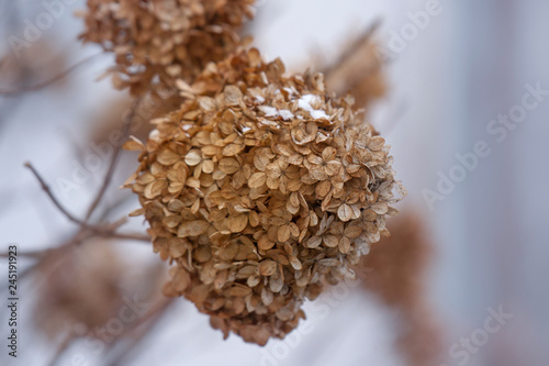 Dried flowers umbel of hydrangea in the winter