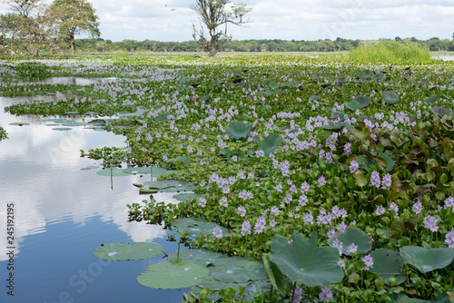 pond with water hyacinths