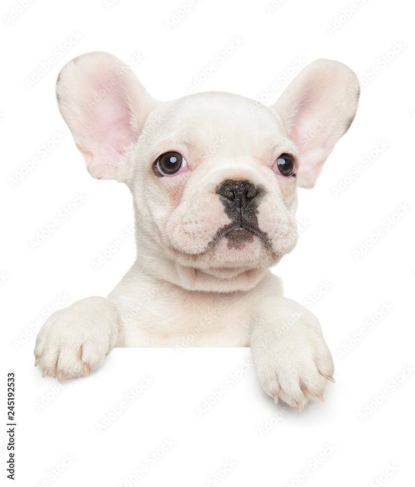 French Bulldog puppy above banner