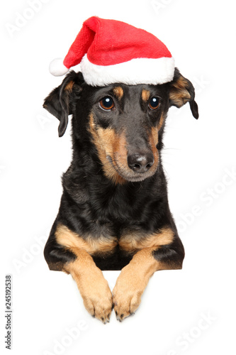 Dachshund in Santa red hat above banner © jagodka