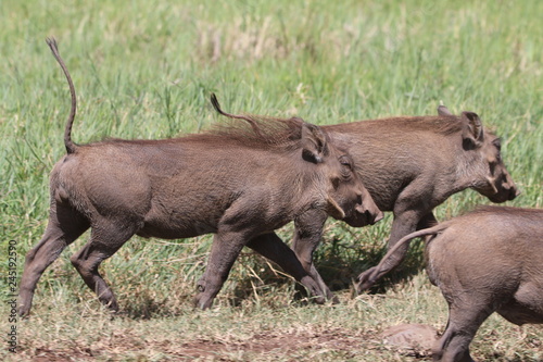 stado guźców z podniesionyi ogonami idące przez trawy w parku serengeti © KOLA  STUDIO
