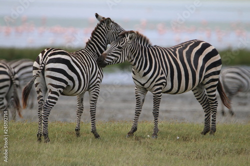stado zebr wypasających się na równinie w naturalnym środowisku © KOLA  STUDIO