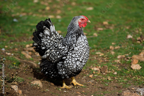 Silver wyandotte
