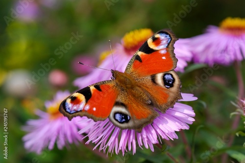 Peacock butterfly (Aglais io) on blossom of Aster, Bavaria, Germany, Europe photo