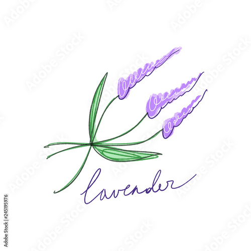 Vector watercolor isolated lavender bouquet. Elements for design.