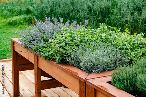 detail view of herbs garden