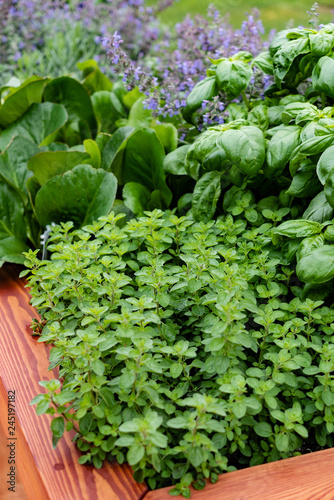 detail view of herbs garden