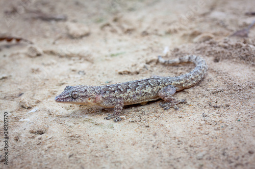 wilder kleiner Gecko sitzt auf Sand in Südamerika