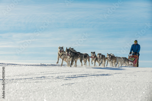 A team of four husky sled dogs running on a snowy wilderness road. Sledding with husky dogs in winter czech countryside. Group of hounds of dogs in a team in winter landscape.