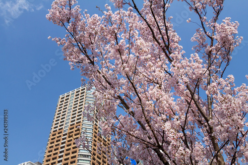 Cherry blossoms in the center of Tokyo, Japan