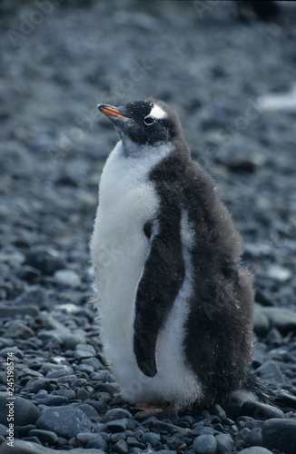 Antarctica  a thick fat baby penguin