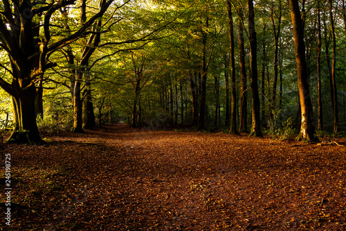A golden carpet of autumn leaves in the woods in Somerset, United Kingdom