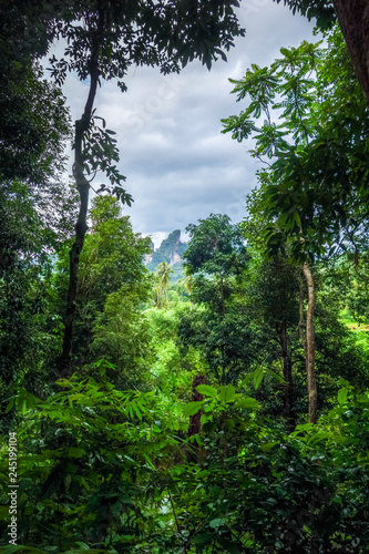 jungle forest landscape, Khao Sok, Thailand