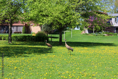 Wisconsin wildlife nature background with crane birds in a city. Spring view with pair of beautiful sandhill cranes walking on the green grass lawn between private houses. Midwest USA, WI, Middleton.