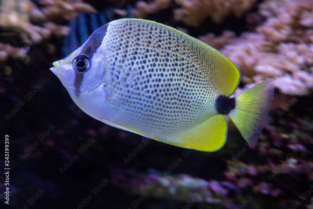 Obraz premium Angel Fish