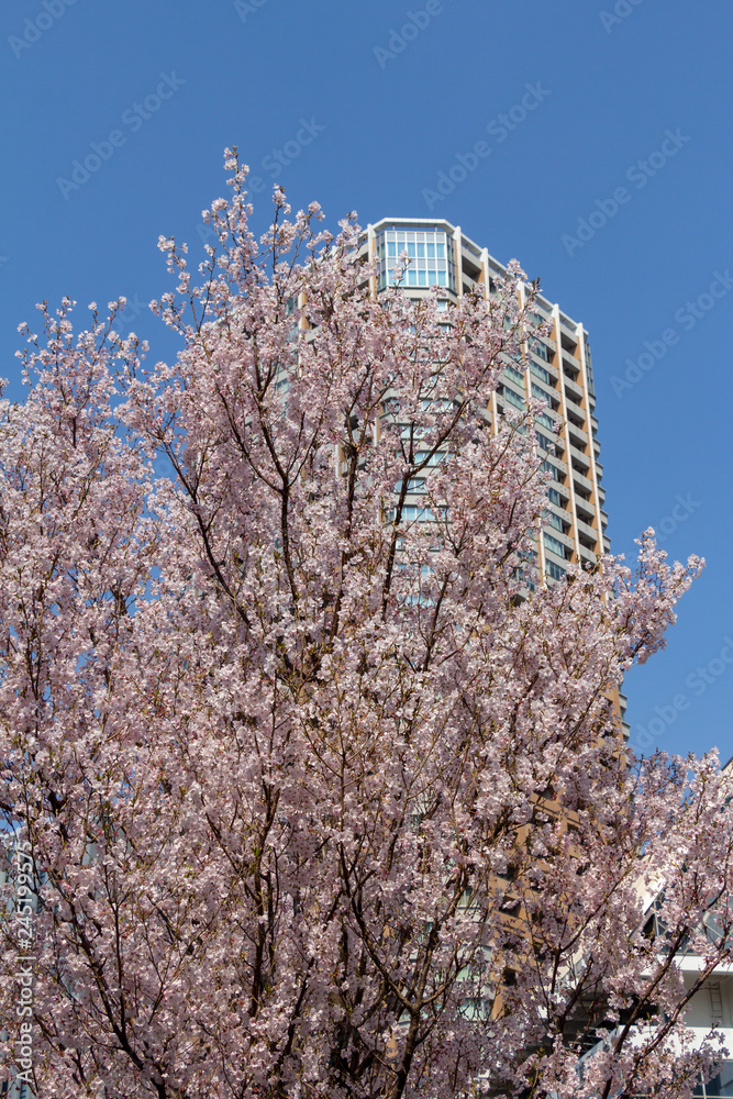 Cherry blossoms in the center of Tokyo, Japan Cherry blossoms in the center of Tokyo, Japan
