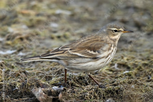 Water pipit (Anthus spinoletta), in winter dress, canton Neuchatel, Switzerland, Europe photo