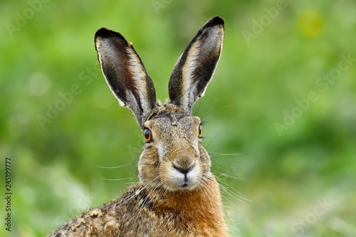 European hare (Lepus europaeus), Portrait, National Park Lake Neusiedl, Burgenland, Austria, Europe photo
