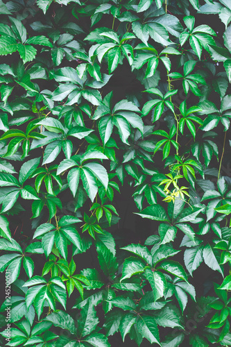 Green leaves background   nature background