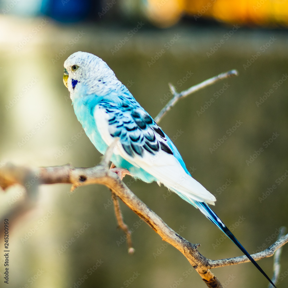 Obraz premium blue parakeet