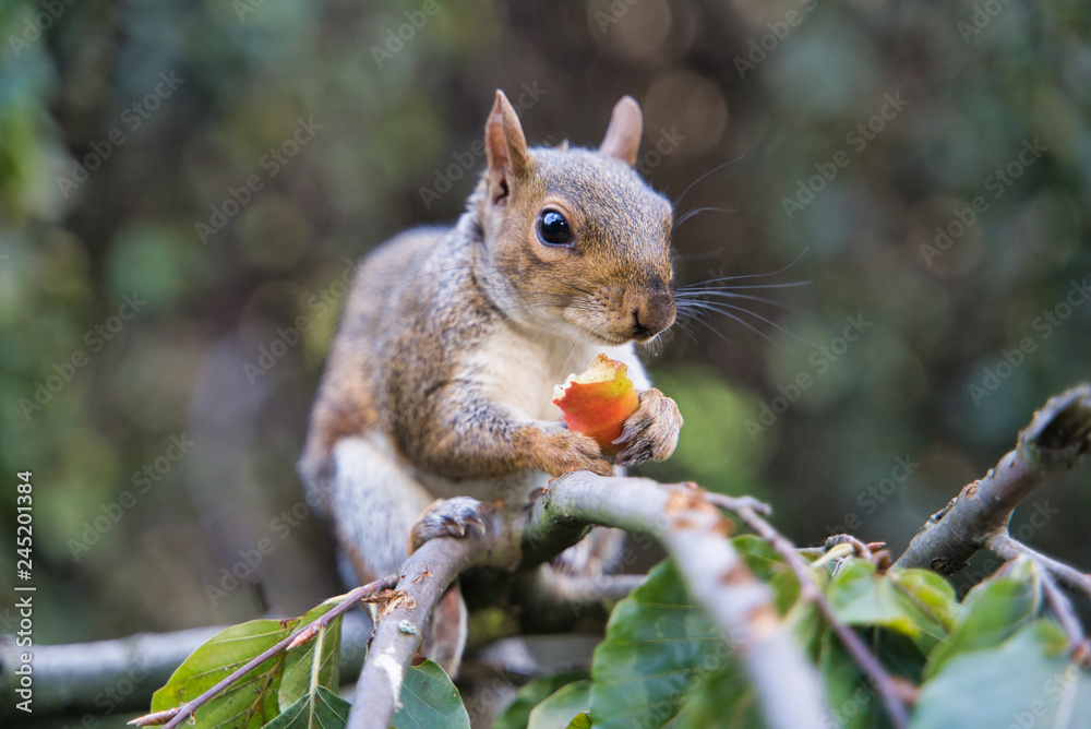 Squirrel eating fruit in London Park, UK