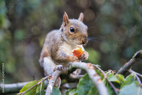 Obraz na płótnie Squirrel eating fruit in London Park, UK w salonie
