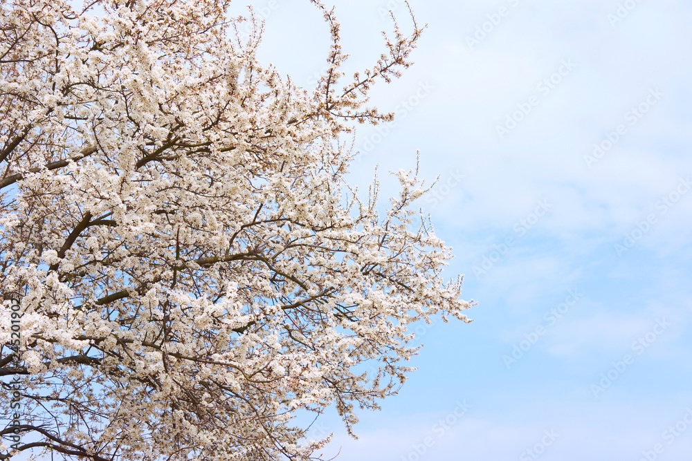 White beautiful blooming tree of sakura on background of blue sky in spring. Spring concept. White beautiful blooming tree of sakura on background of blue sky in spring. Spring concept.