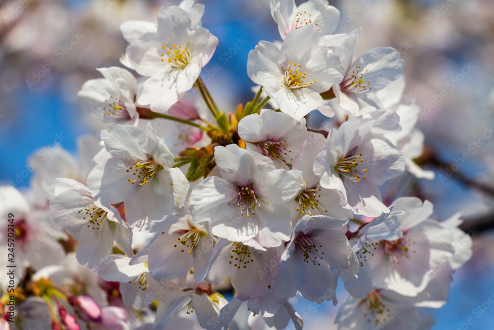 Cherry blossoms in the center of Tokyo, Japan Cherry blossoms in the center of Tokyo, Japan
