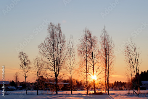 Bare tree trunks with rising sun in the winter