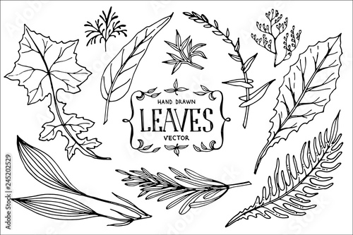 Hand drawn vector leaves.
