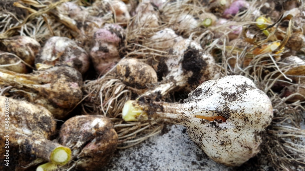 frischer Knoblauch geerntet Ernte aus der Erde frischer Knoblauch geerntet Ernte aus der Erde
