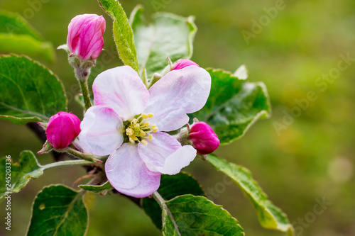Flower of apple with buds. Spring flowering_