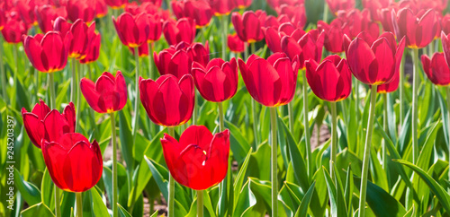 Plantation of red tulips on a sunny day. Flower background of red tulips_