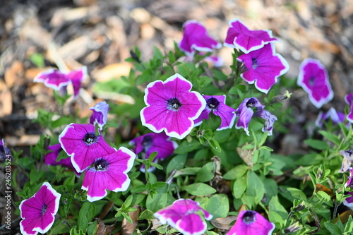 Pink flowers