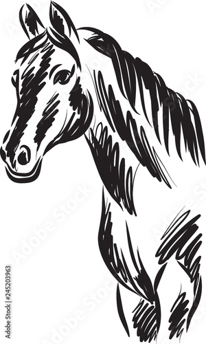 horse vector drawing illustration