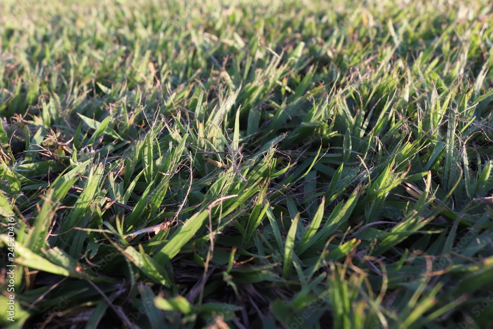 grass grass
