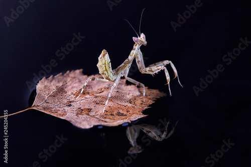 Mantis Creobroter gemmatus fertilized female photo