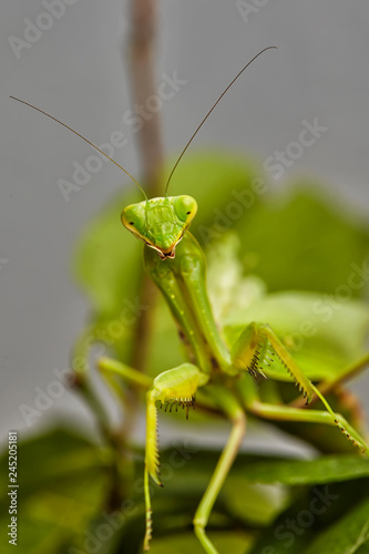 Close-up of a European praying Mantis Mantis religiosa