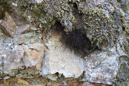 Принти на полотні Spiders and their nest on a stone with insignificant vegetation