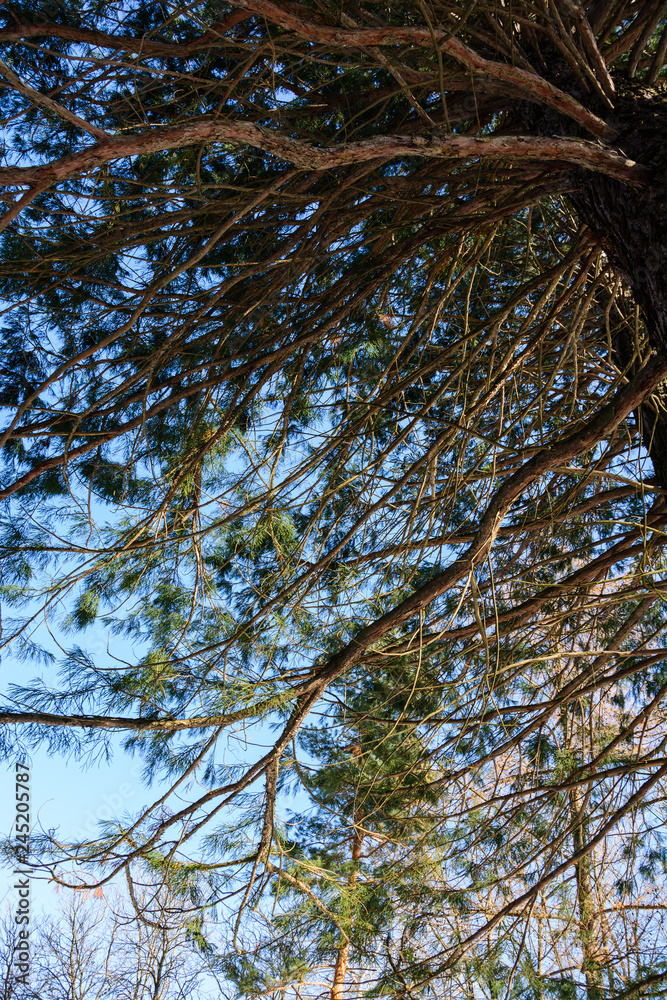 Fototapeta premium Sequoia sempervirens (Coast redwood) from below