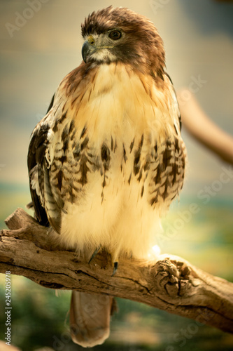 hawk in captivity