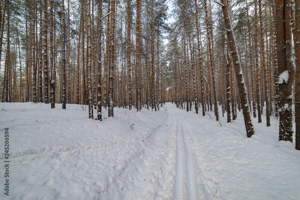 Fototapeta premium Ski track in the winter pine forest