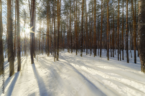 The sun's rays shine through the trunks of the pines in the winter forest