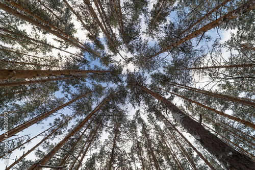 Snow covered pines in the forest. Looking up in the winter forest.