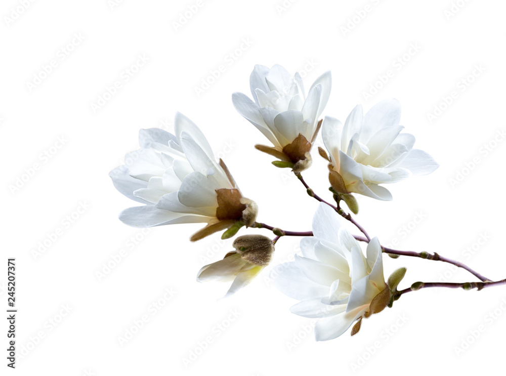 Obraz premium Branch of white Japanese magnolia kobus isolated on white background